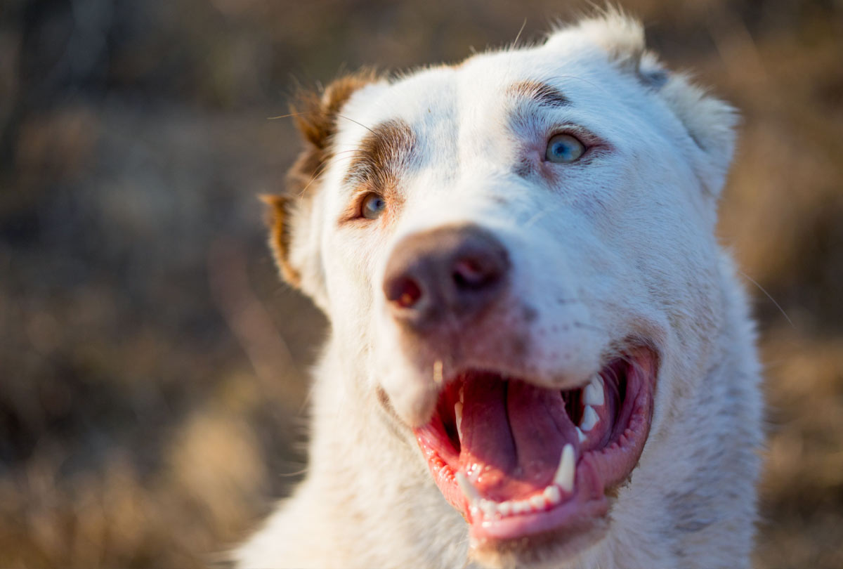 Oxyfresh - Remove plaque from dog teeth