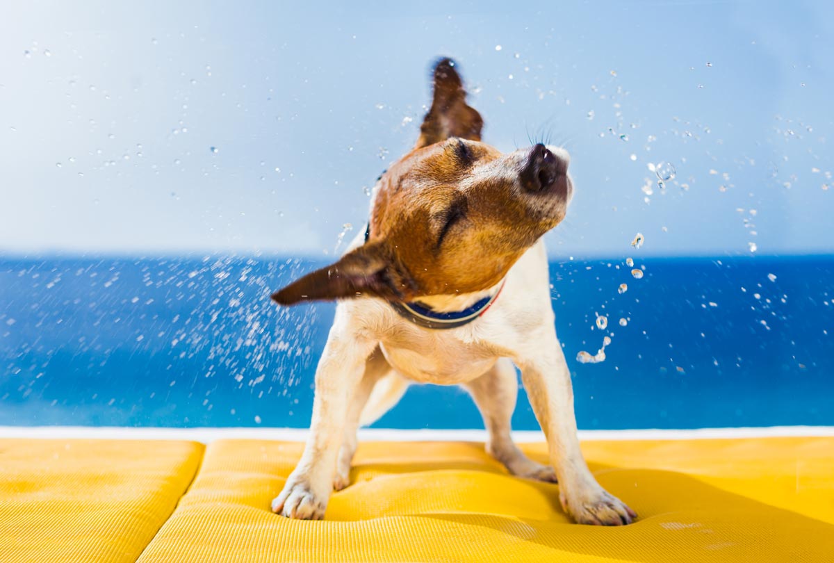 dog vigorously shaking its head after getting out of the water