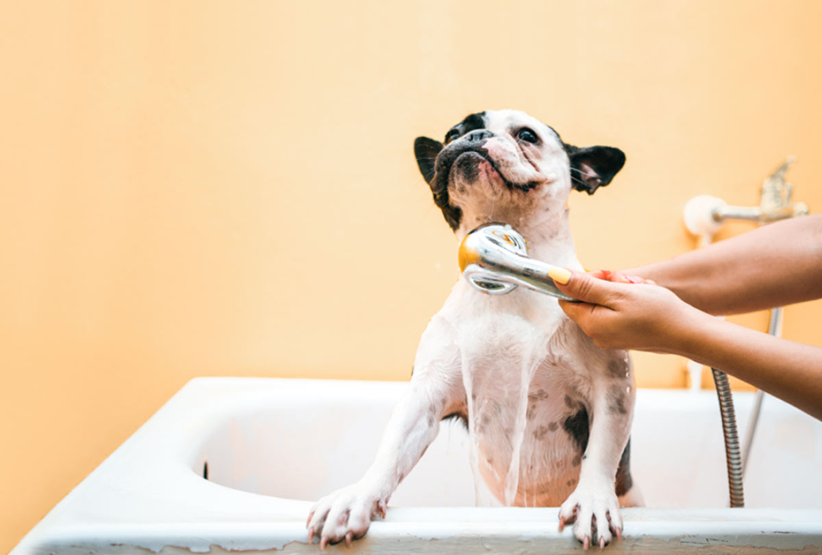 Frenchie in the tub being washed off with a nozel with the words "can you use human shampoo on dogs?"
