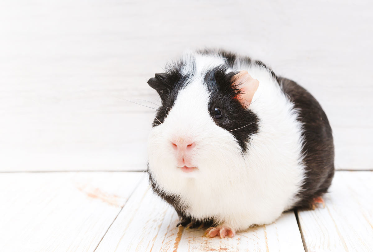 Easiest Way To Clean A Guinea Pig Cage
