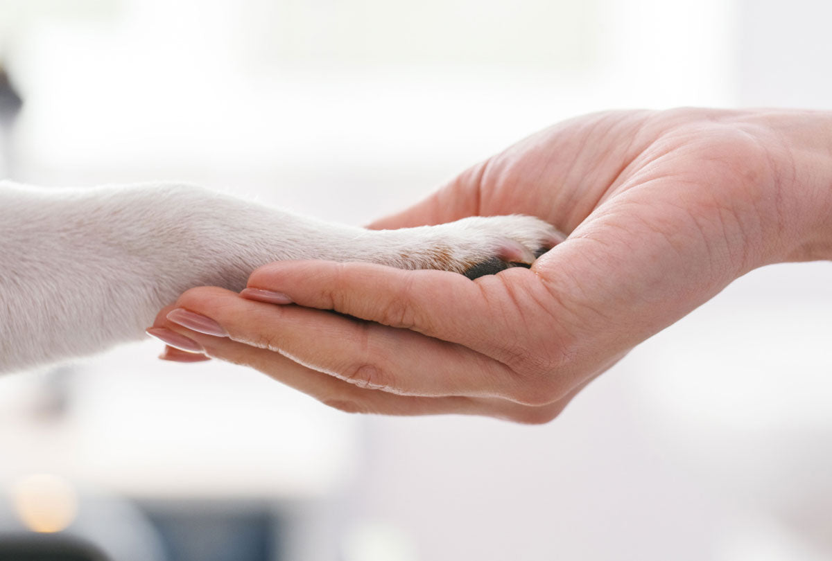 Are You Ready for National Adopt a Shelter Pet Day?