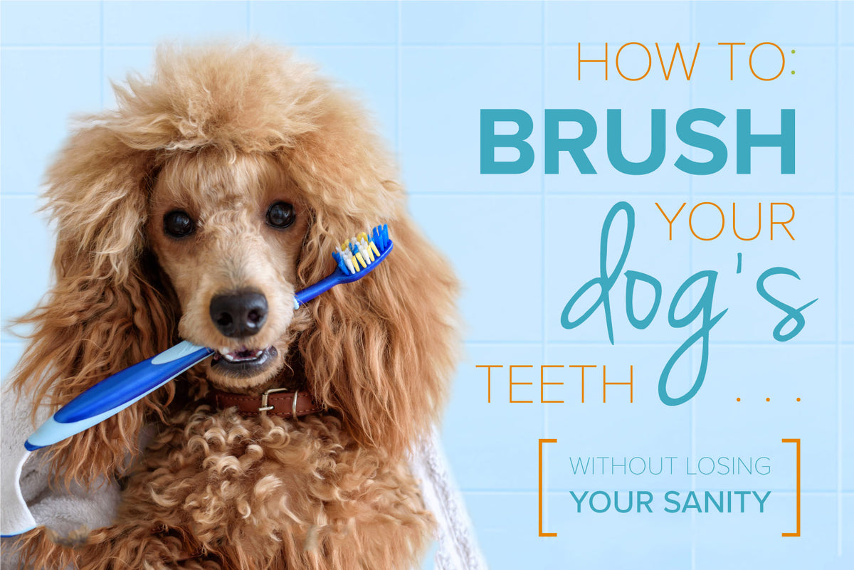 how to brush a dog's teeth without dog toothpaste