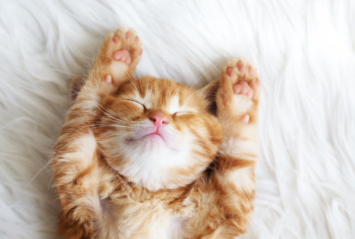 Oxyfresh - 3 Ways to Solve Kitten Bad Breath