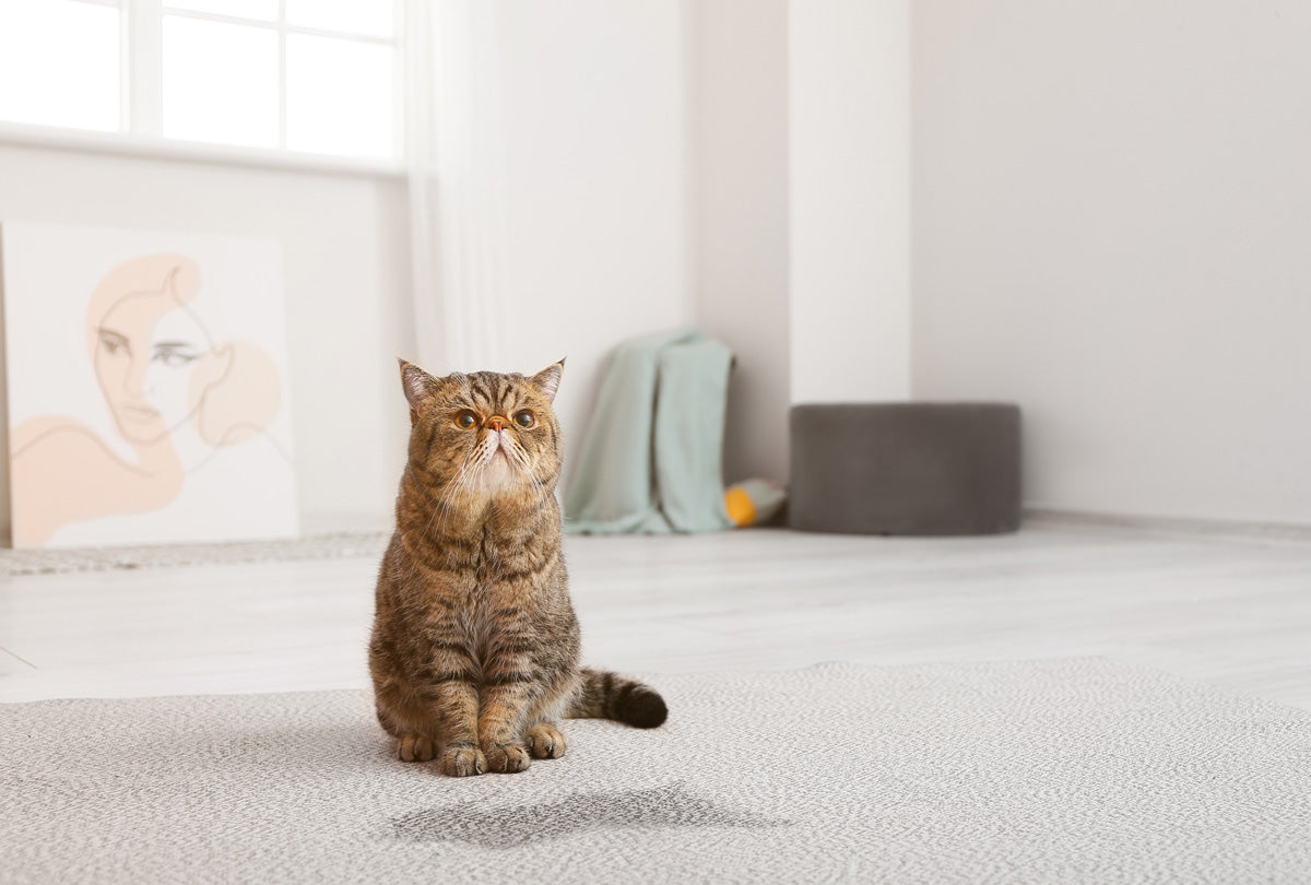 Ultimate Solution to Get Cat Pee Smell Out of Carpet on the First Try