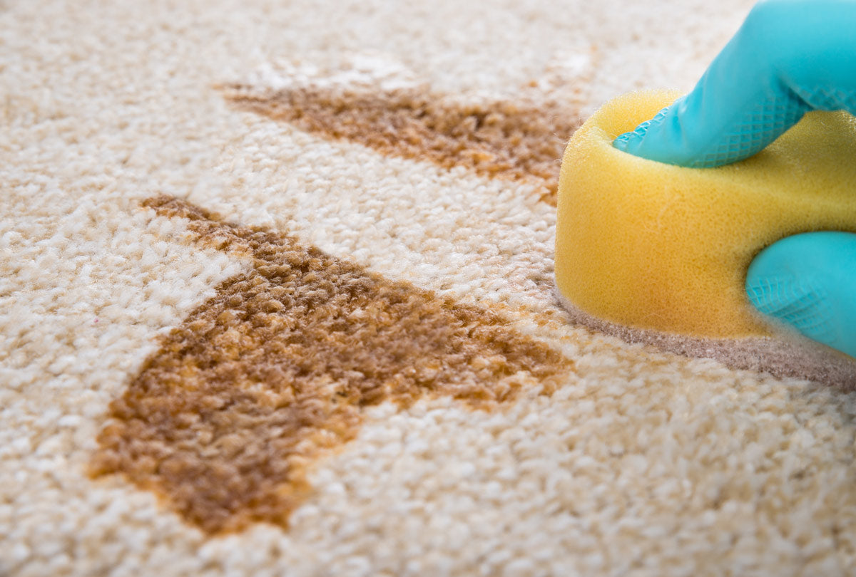 Quick Guide to Choosing a Pet Stain Remover (Finally, No More Dog Urine Odors!)