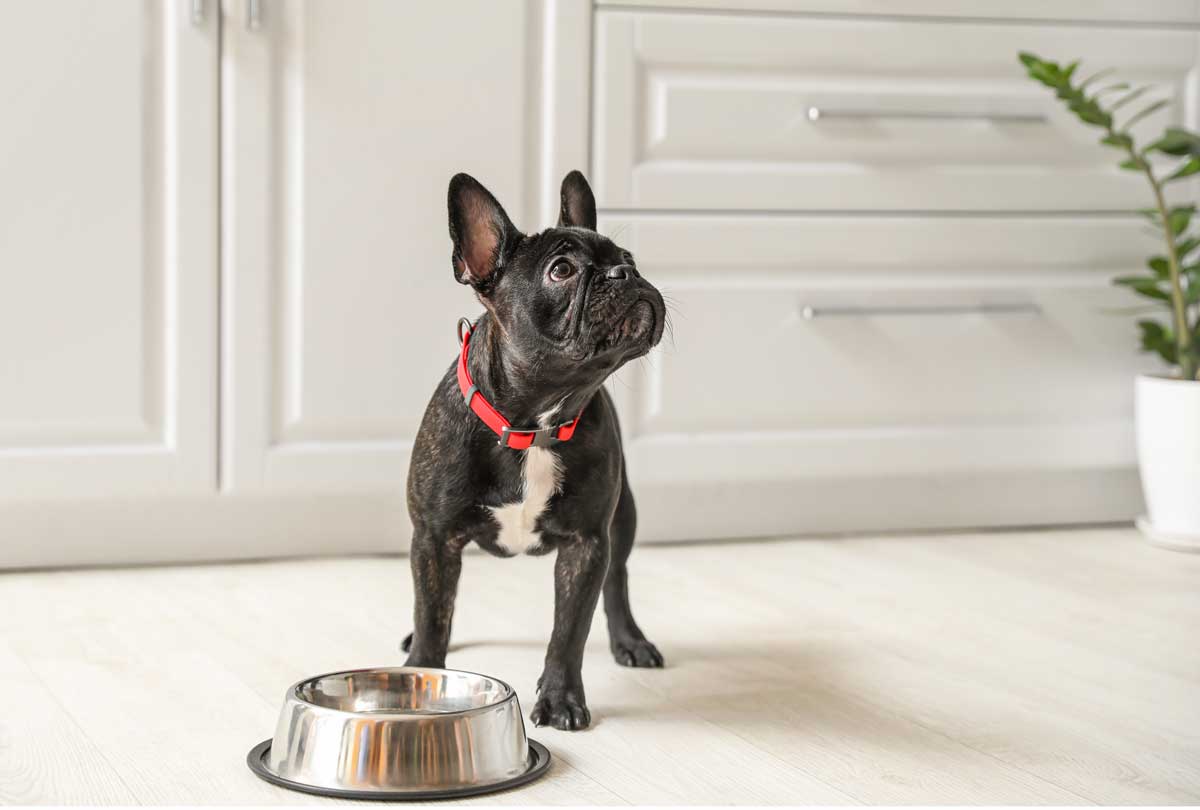 Truth About Dental Water Additives for Dogs: Do They Work?