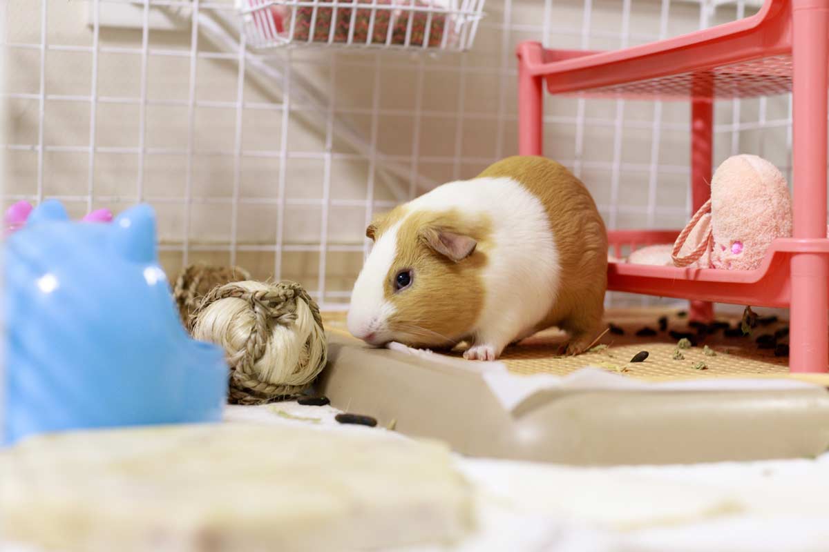 guinea pig in its messy cage