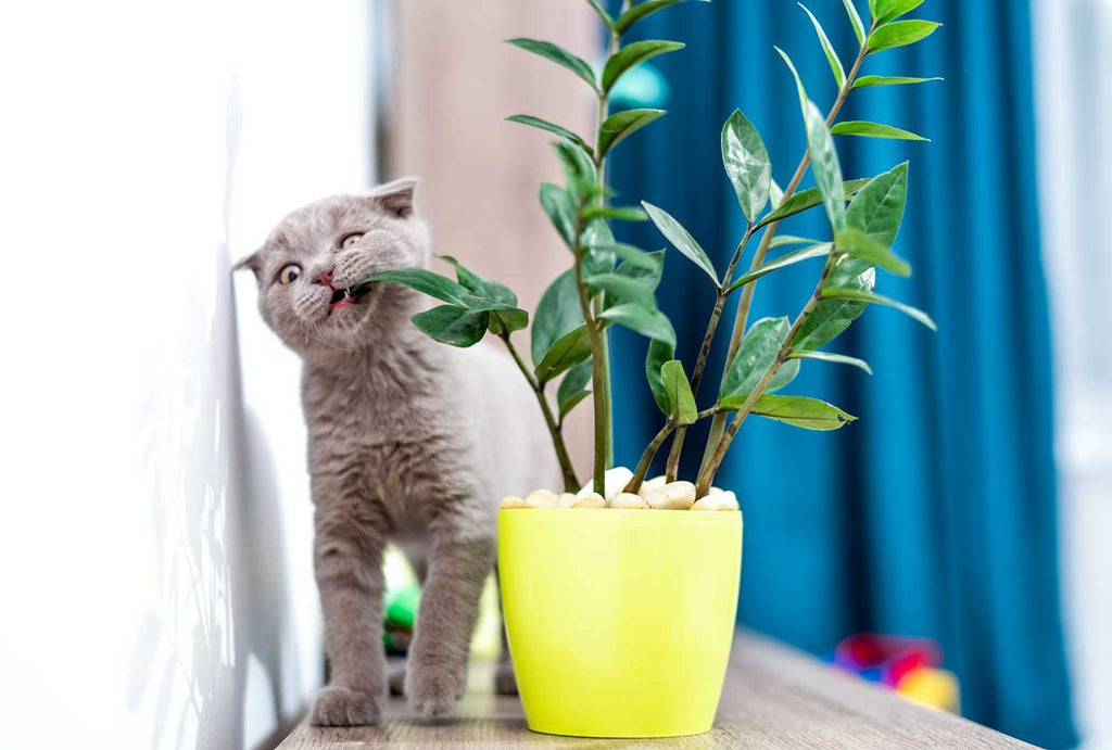 My Cat Ate My Houseplant - What Now?