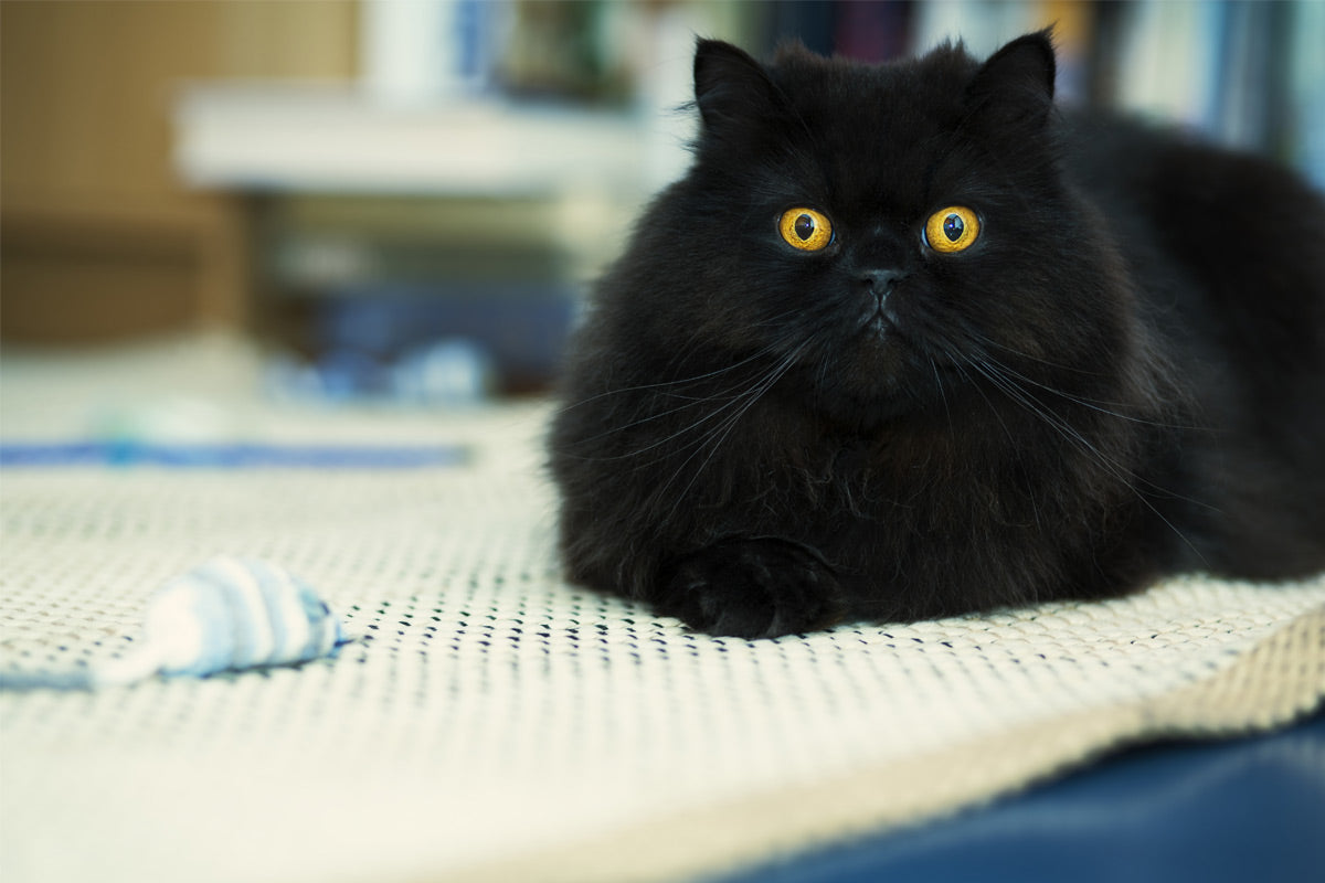 7 Warning Signs that Your Pet's Health Might Be in Danger