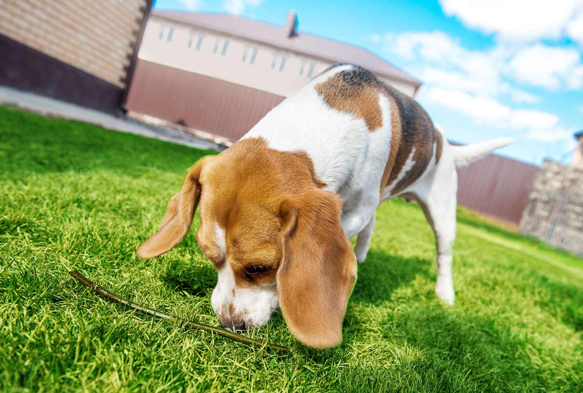 dog sniffing the ground