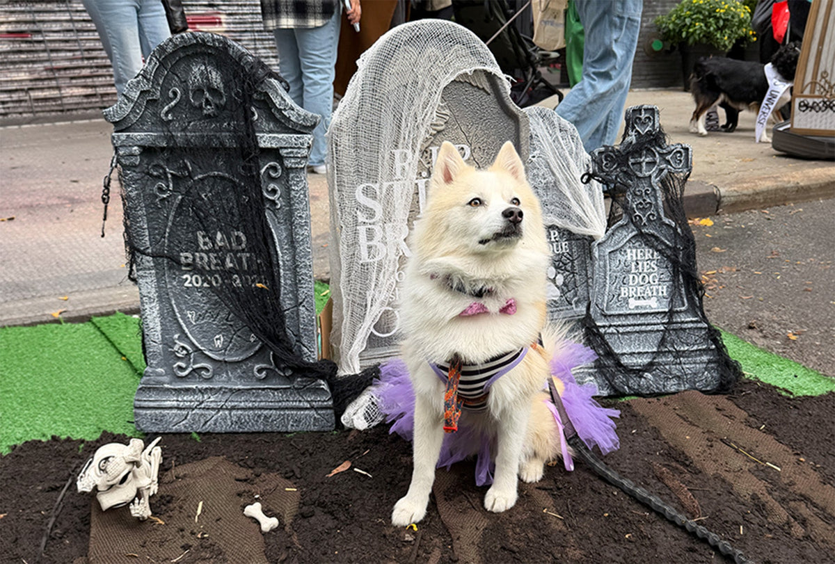 Why We Held a Funeral for Stinky Breath at the NYC Halloween Dog Parade
