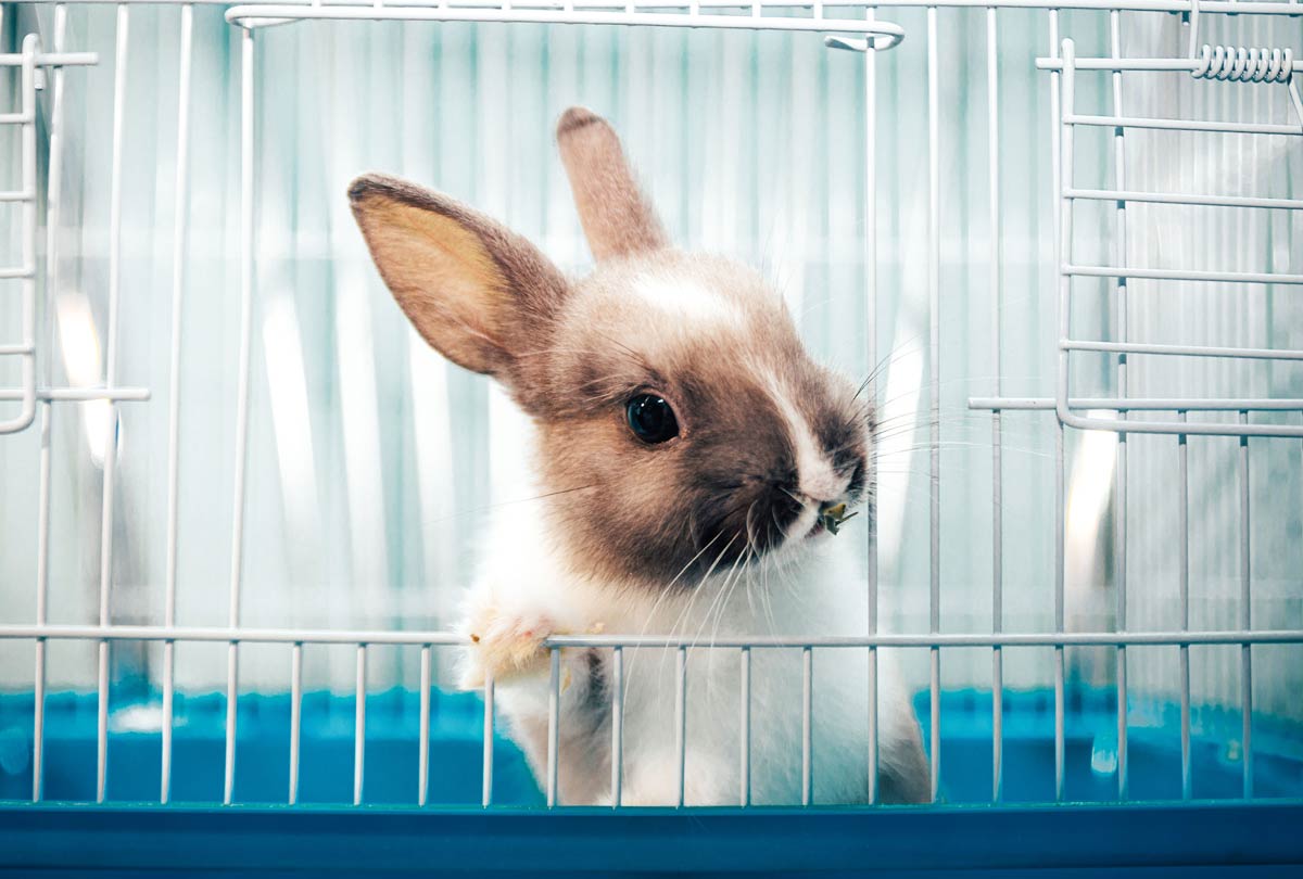 oxyfresh pet rabbit looking curiously out the entrance to its cage