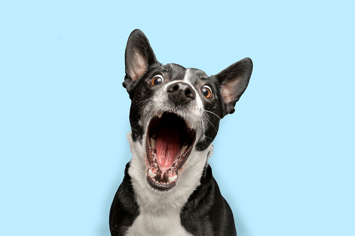 silly-dog-in-front-of-blue-background-making-suprised-face-because-his-gums-are-red-he-needs-oxyfresh-dog-water-additive-helps-fight-plaque-and-tartar-for-healthy-dog-teeth