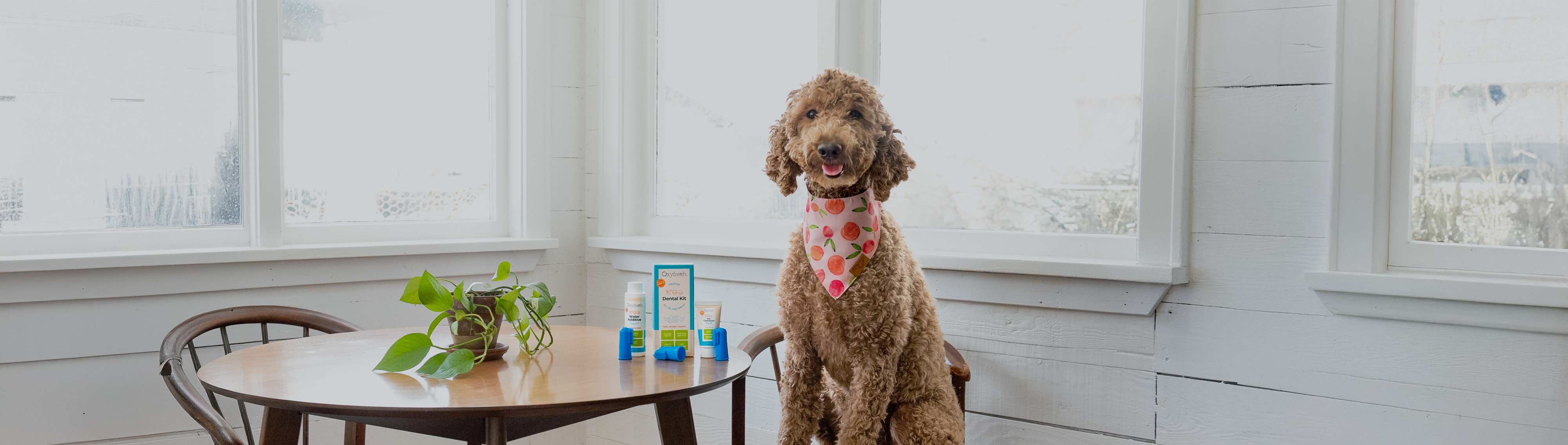 Pet Kits & Bundles