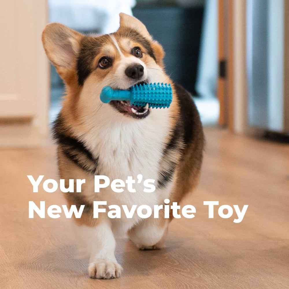 Curated visual reference: Fresh Look at 100 Natural Rubber Dog Dental Toy Fun Easy Way To