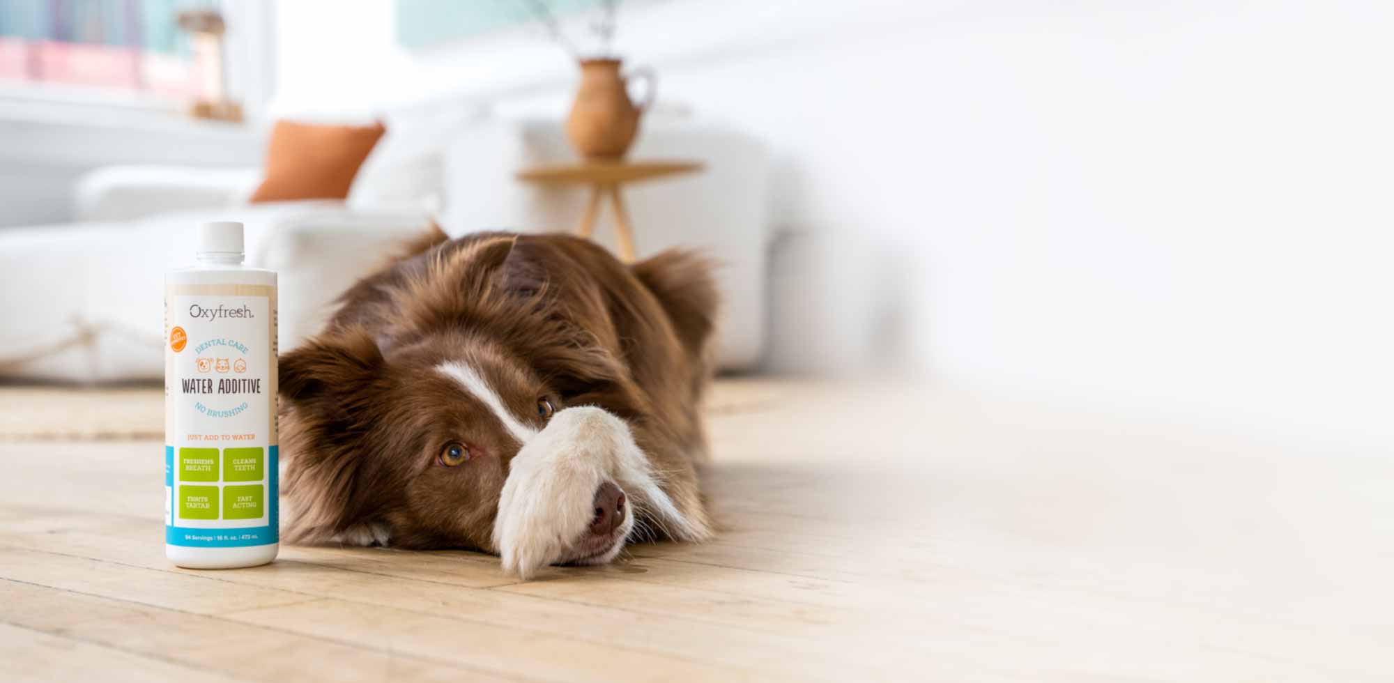 border collie and oxyfresh pet water additive for fresh breath every time