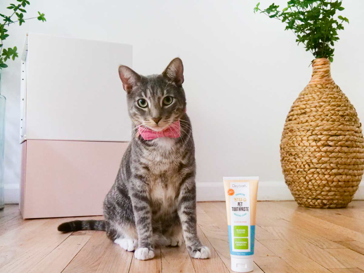 adorable-cat-with-pink-bowtie-next-to-oxyfresh-unflavored-cat-toothpaste-for-cat-bad-breath