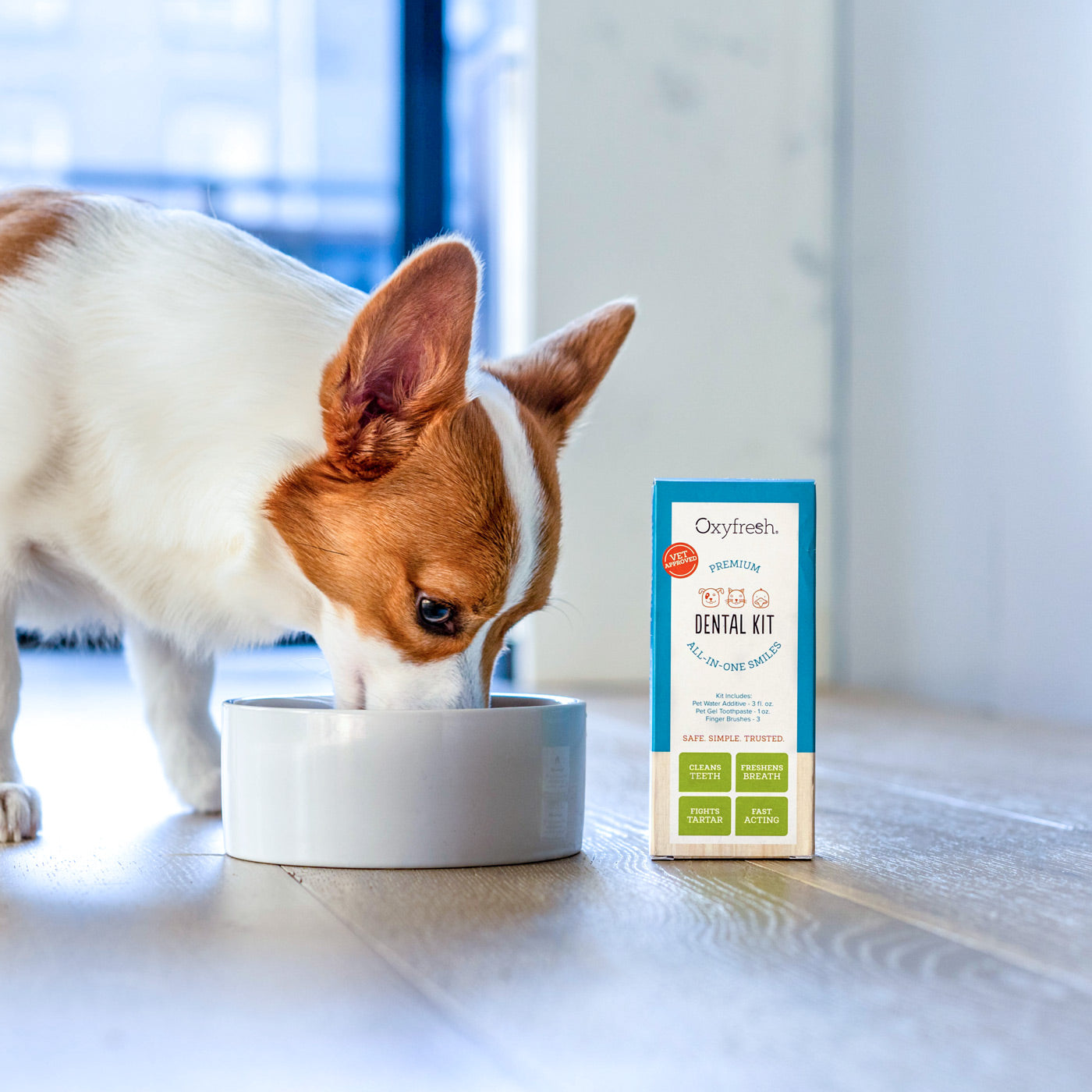 corgi-drinking-oxyfresh-pet-dental-water-additive-to-help-with-plaque-and-tartar-using-pet-dental-kitmobile