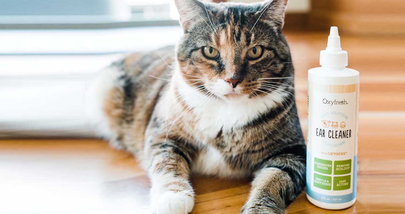 oxyfresh pet ear cleaner next to cat looking intently forward with clean fresh ears 