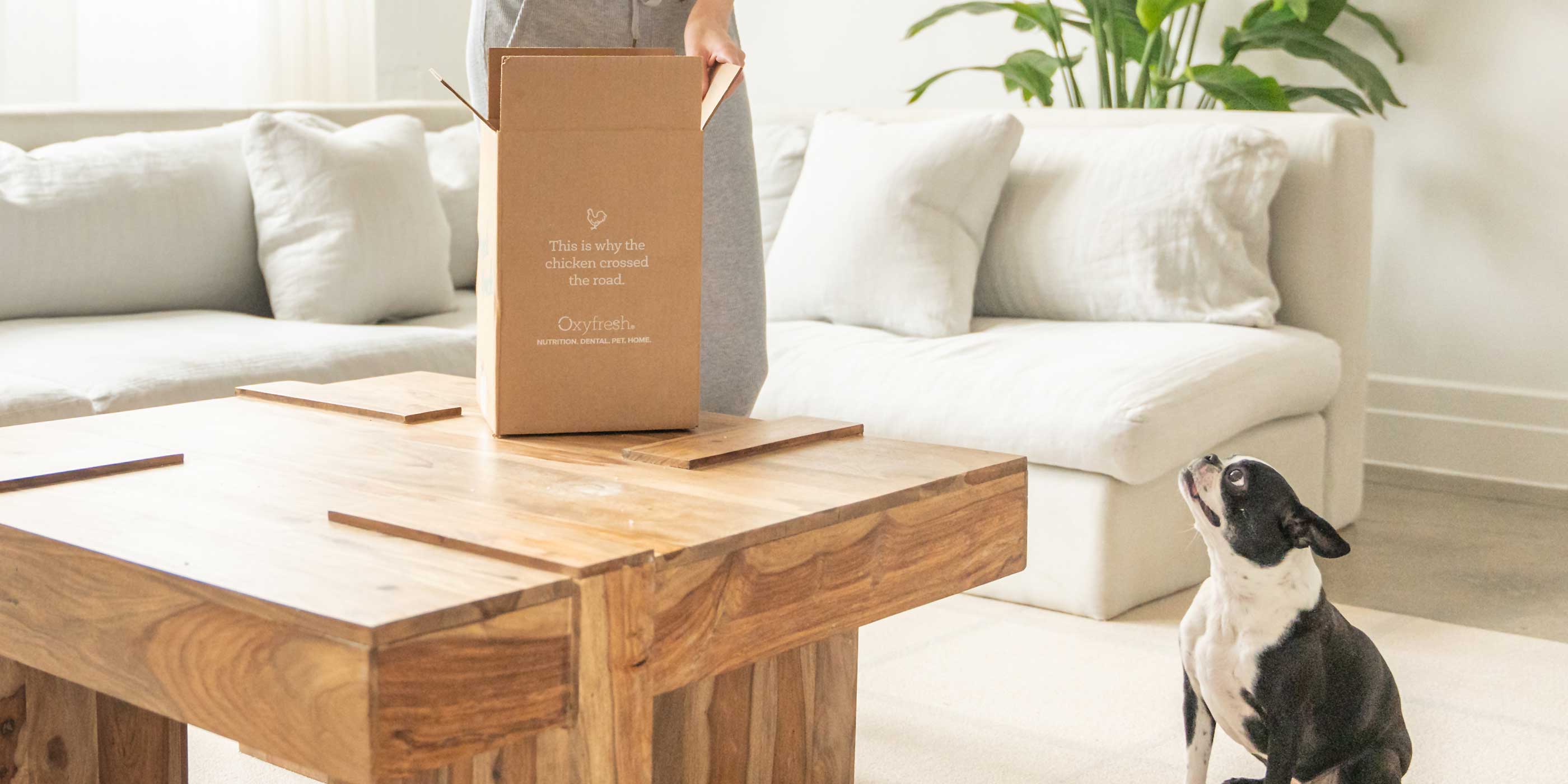 smiling dog sitting on floor looking up at woman opening a box of oxyfresh pet products